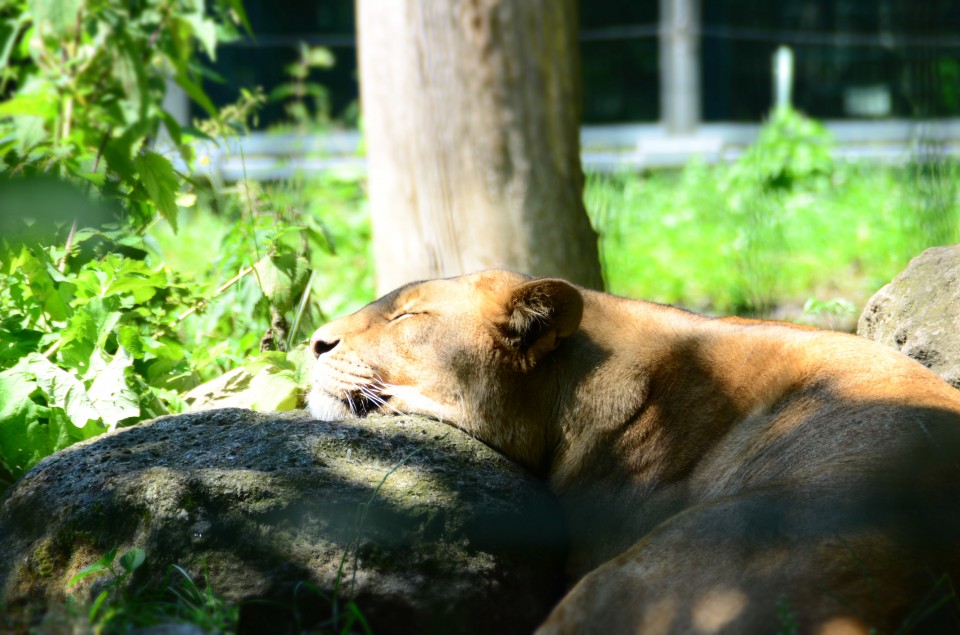 Zoo Eberswalde Ausflugsziele Brandenburg • Ab Ins Gruene